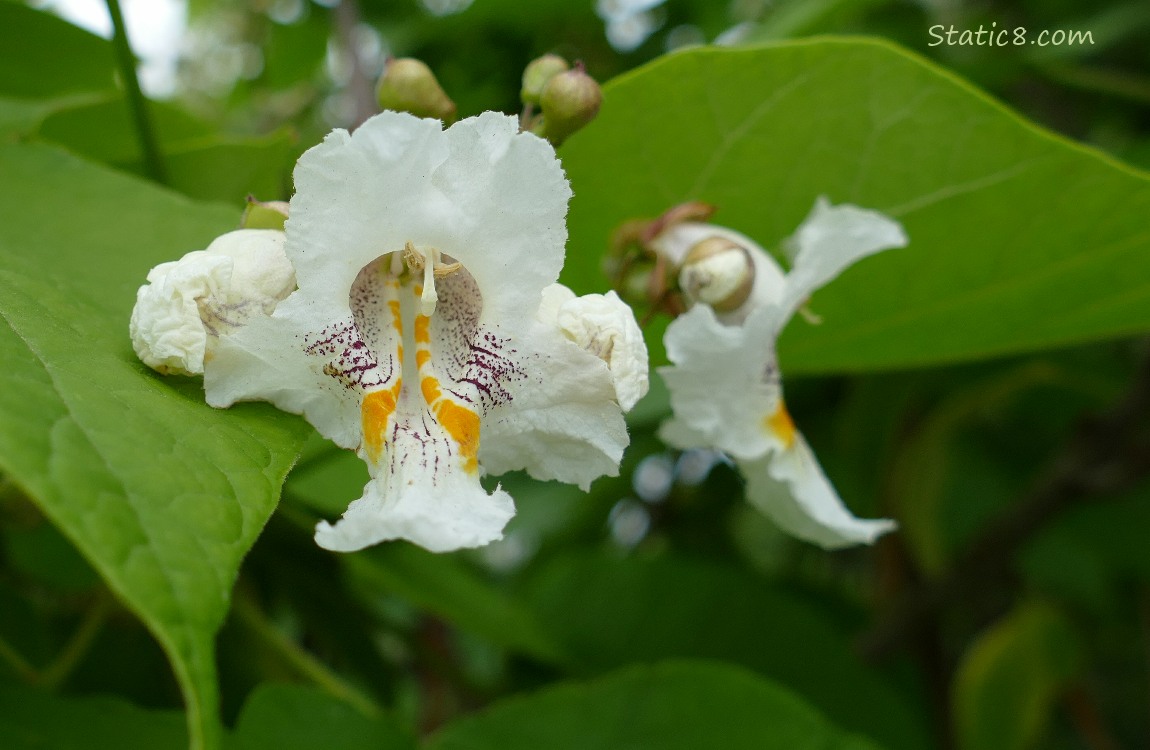 Catalpa tree blooms