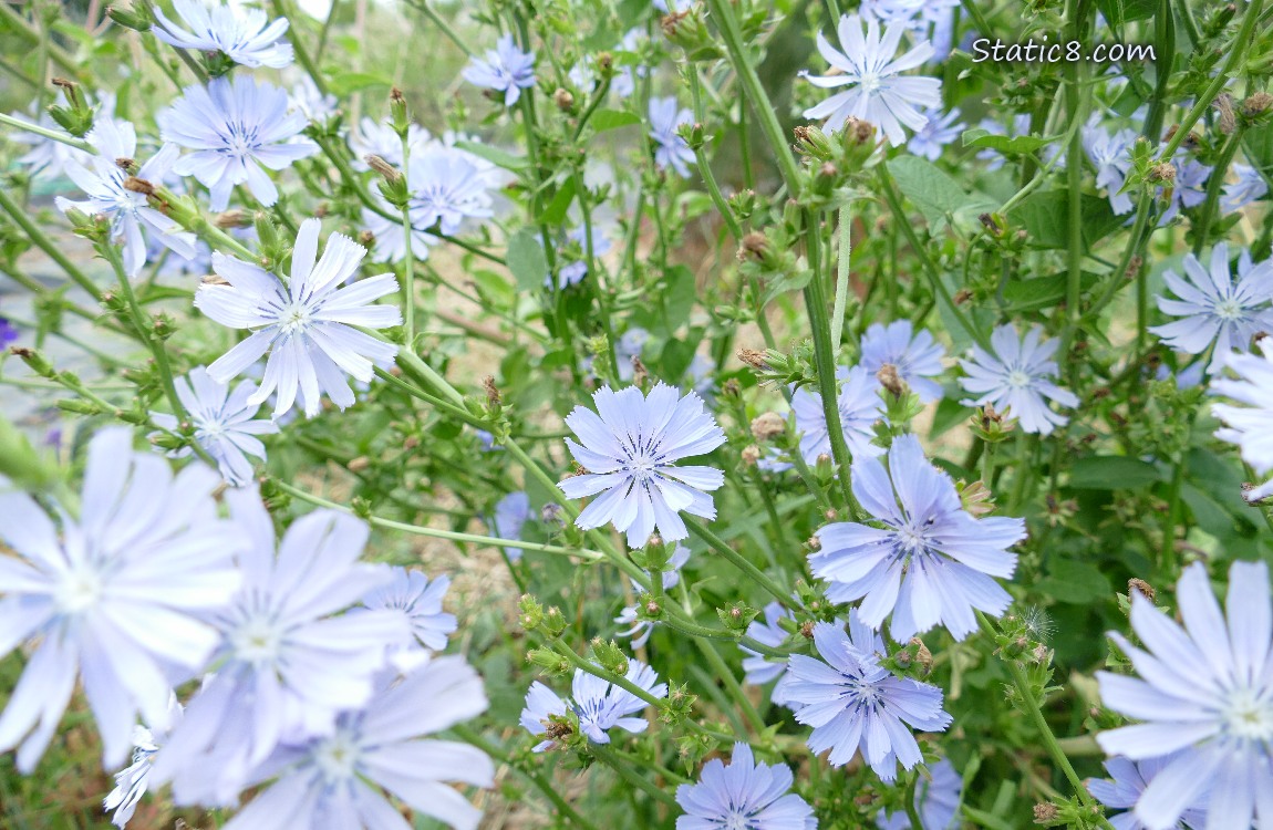 Chicory blooms