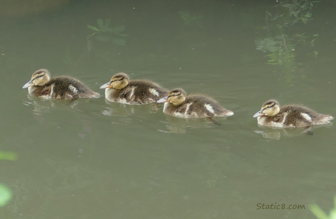 Four Mallard ducklings, paddling in a row on the water