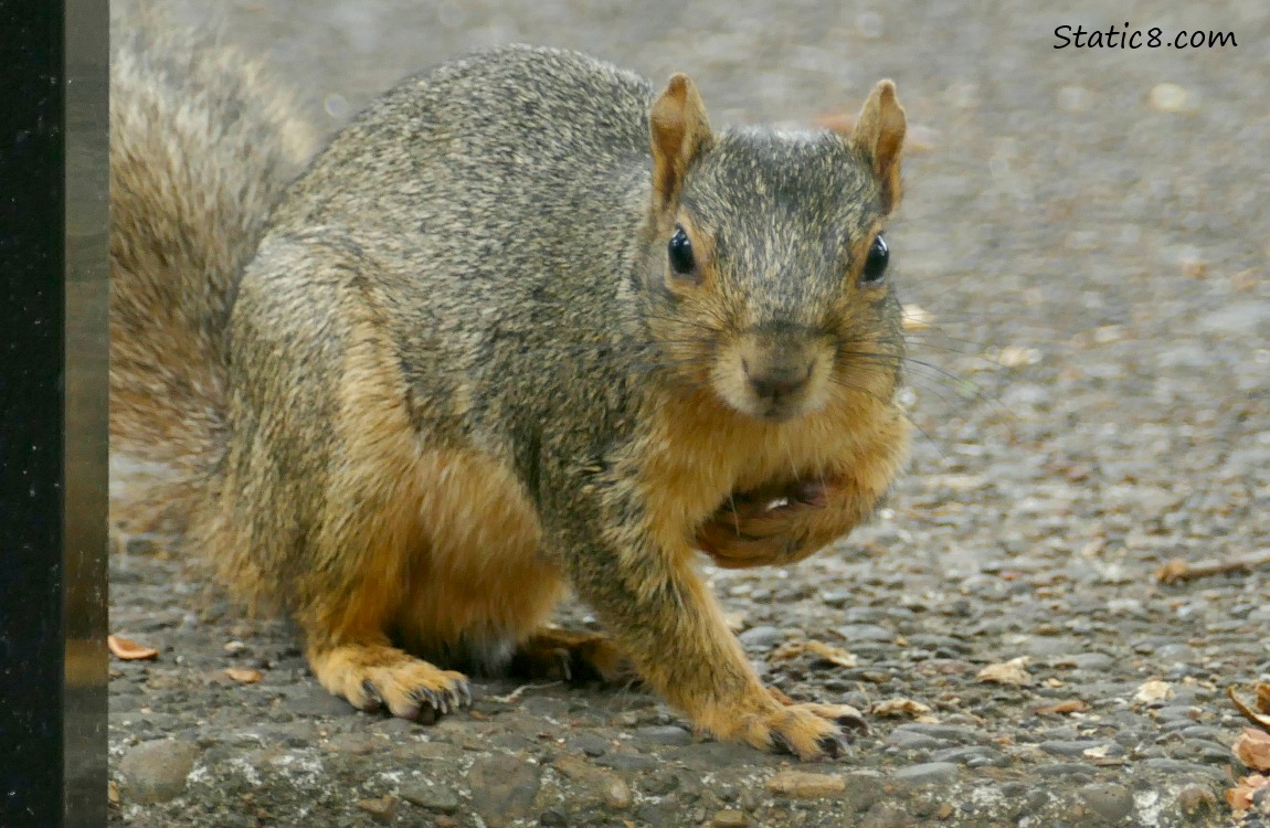 Squirrel sitting on the edge of the sidewalk