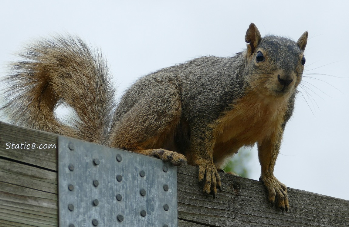 Squirrel standing on a wood fence