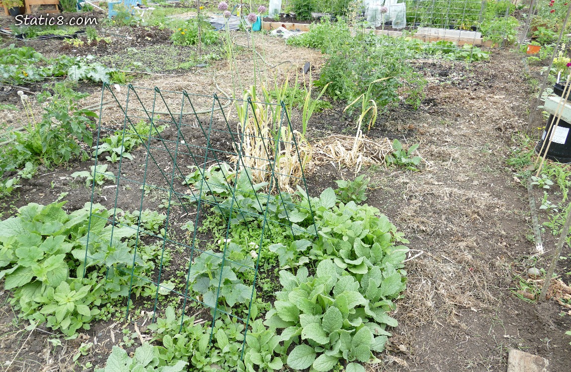 Garden plot