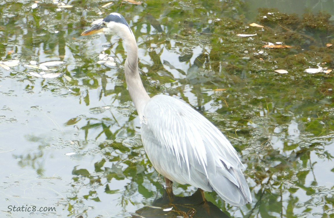 Great Blue Heron standing in the water