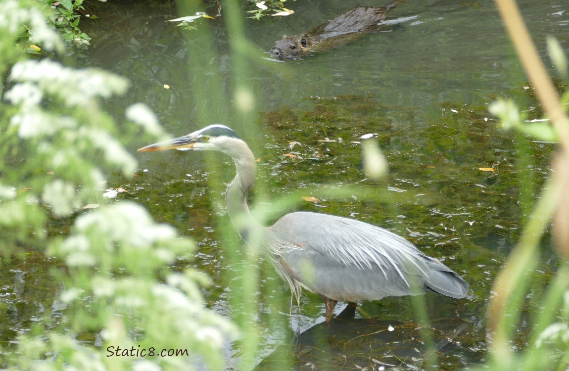 Nutria swimming towards a heron standing in the water