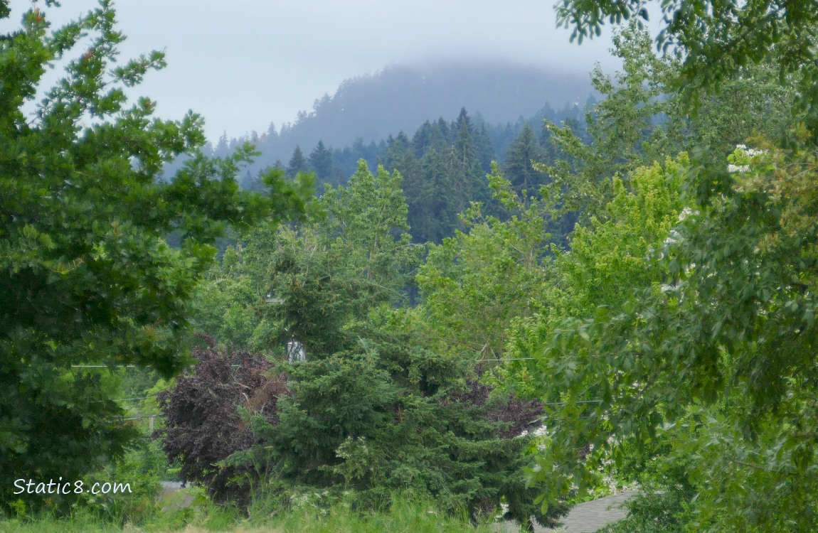 trees on the hill