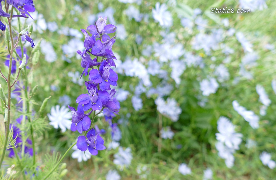 purple Larkspur blooms