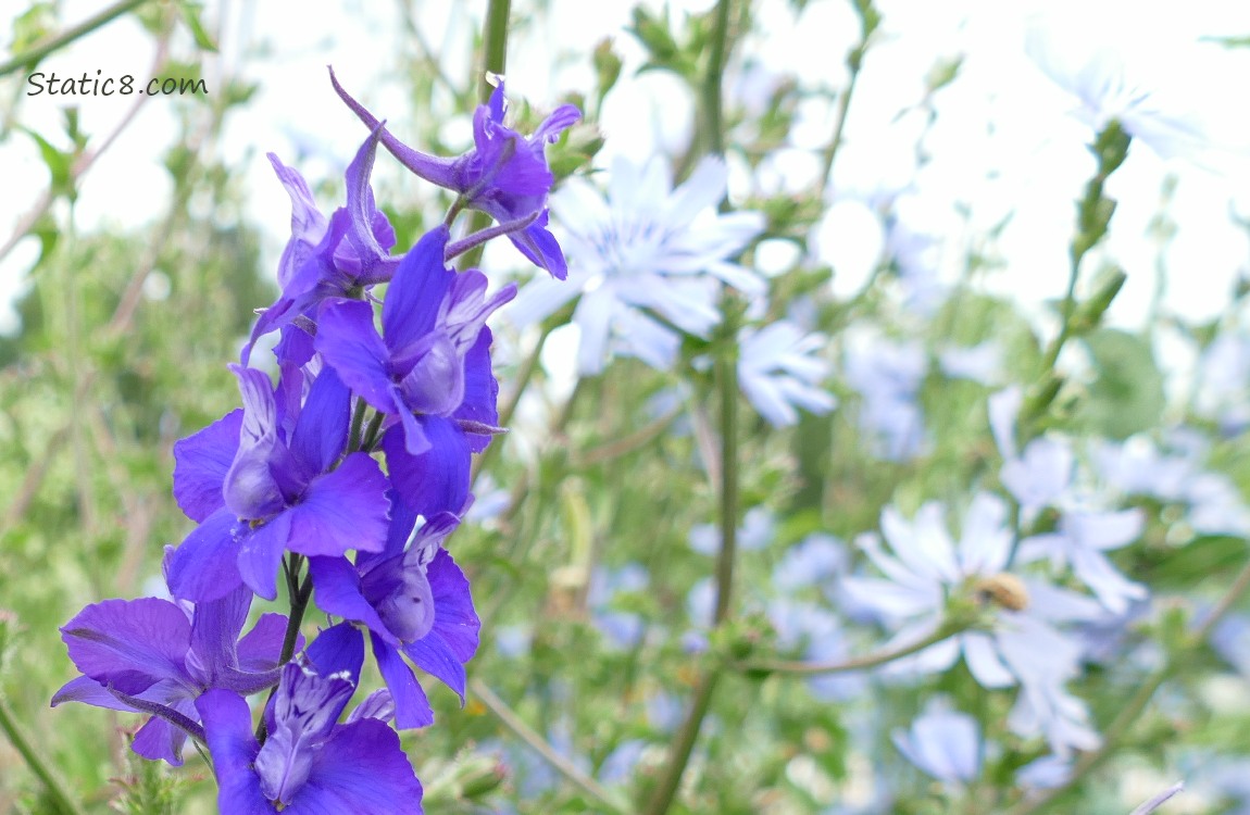 Purple Larkspur, with Chicory blooms in the background