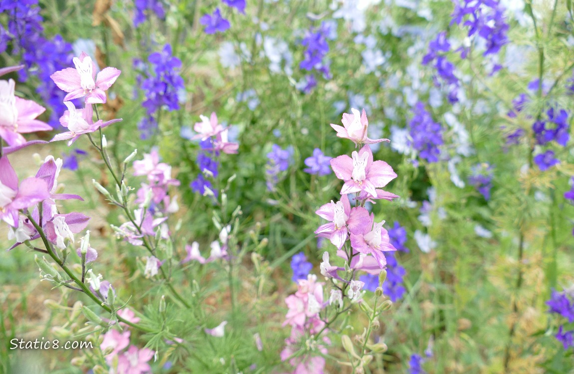 Pink Larkspur