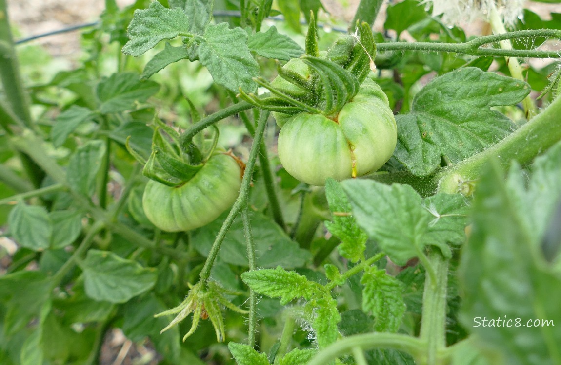 Green tomatoes on the vine