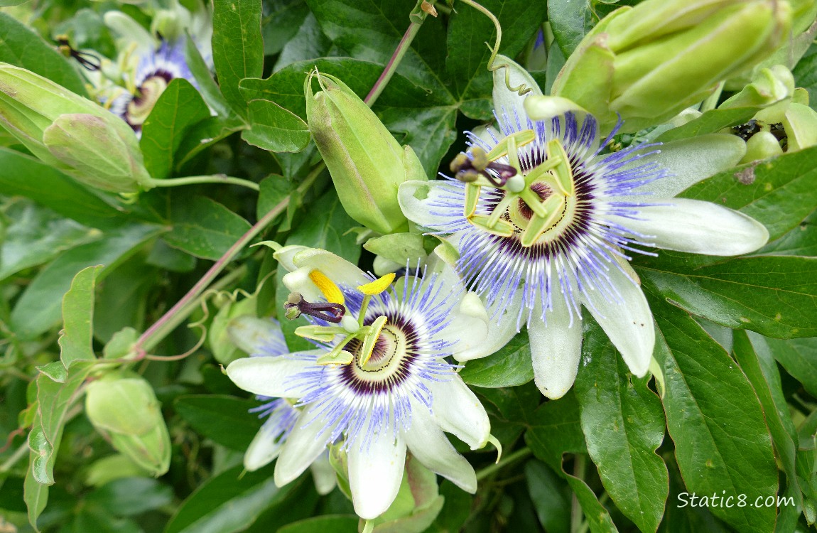 Passion Fruit blooms