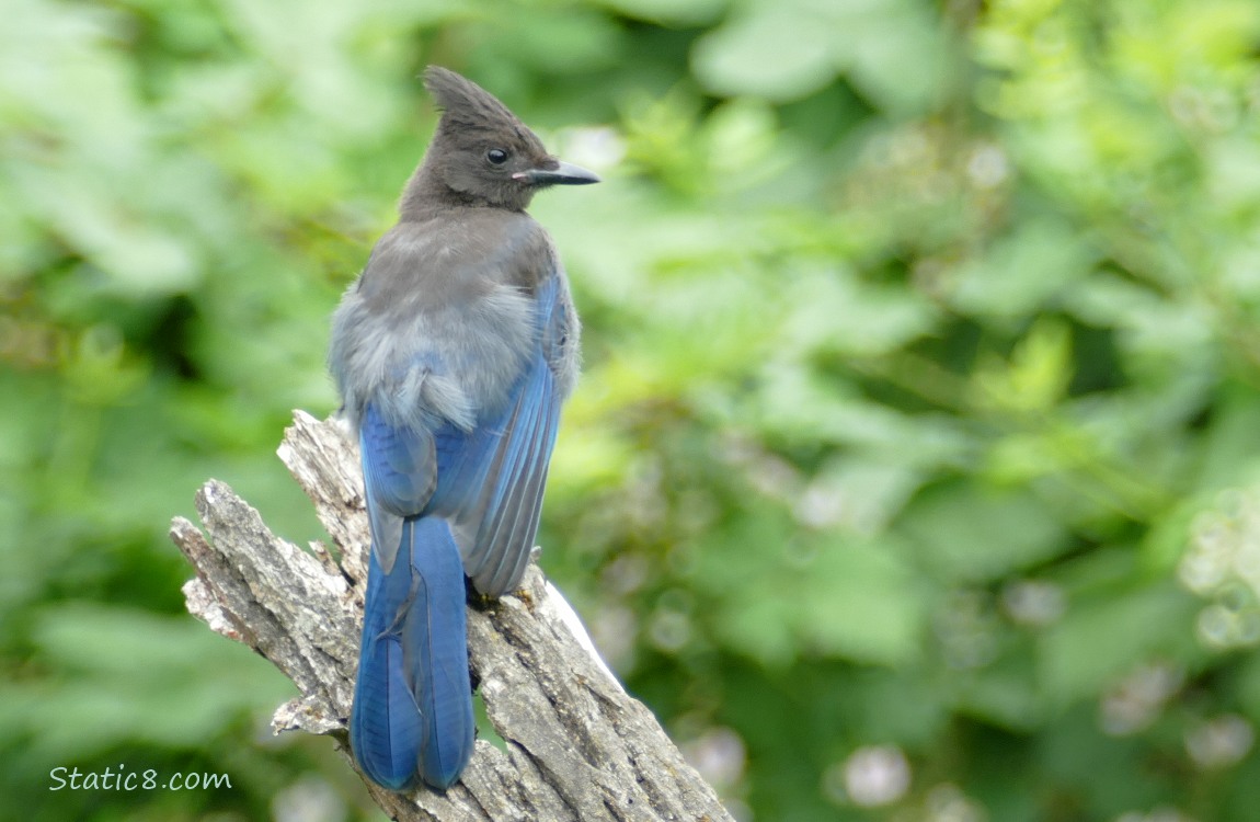 Steller Jay standing on a snap