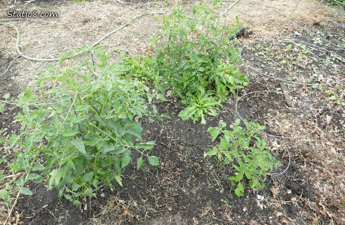 tomato plants