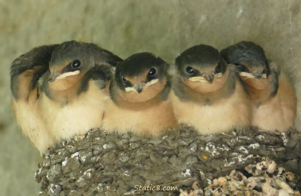 Barn Swallow nestlings in the nest