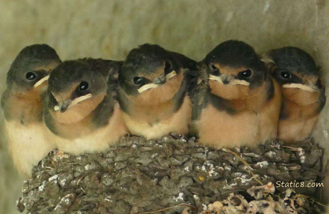 Five Barn Swallow nestlings in the nest