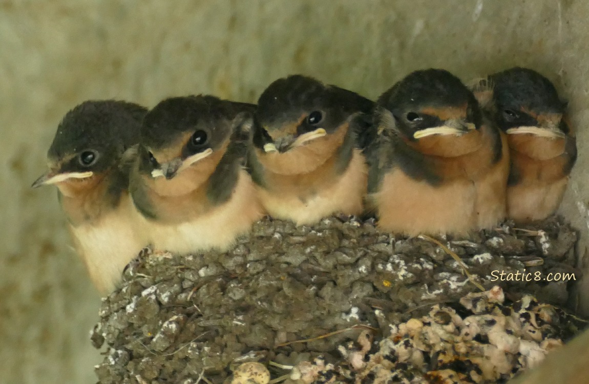 Five Barn Swallow nestlings in the nest