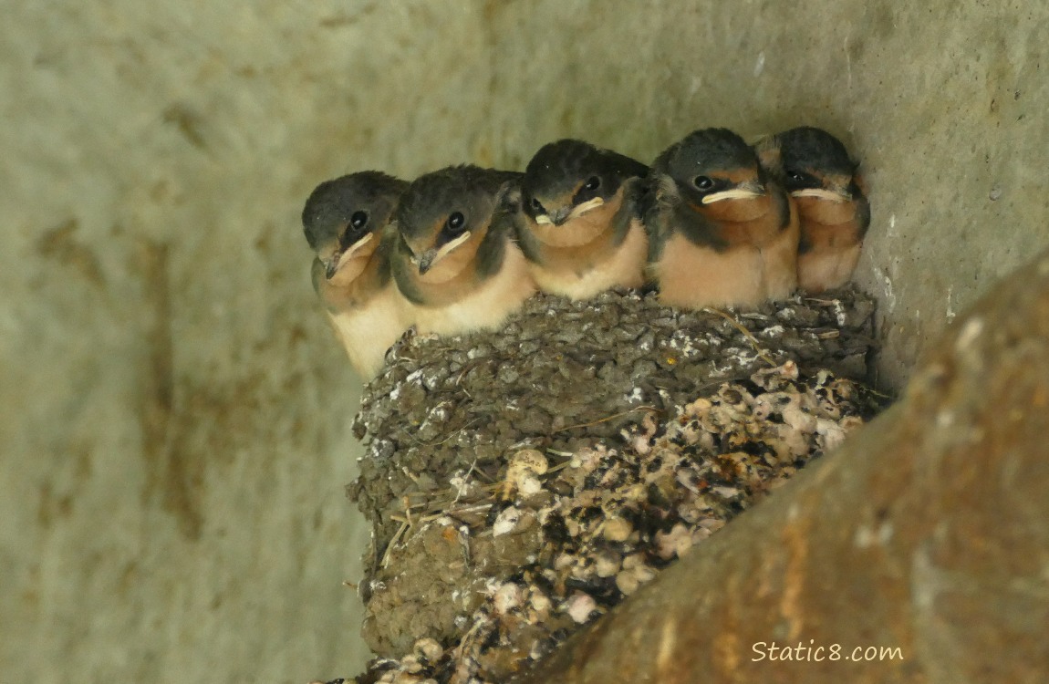 Five Barn Swallow nestlings in the nest