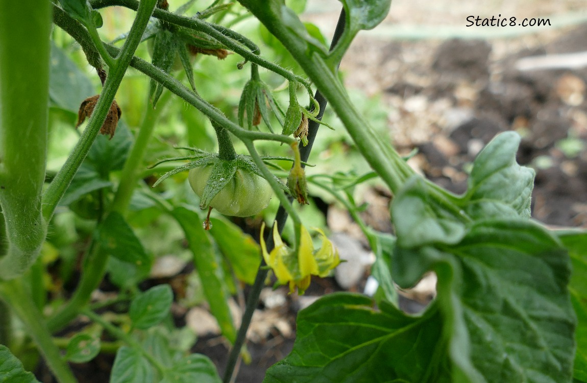 Green tomato on the vine