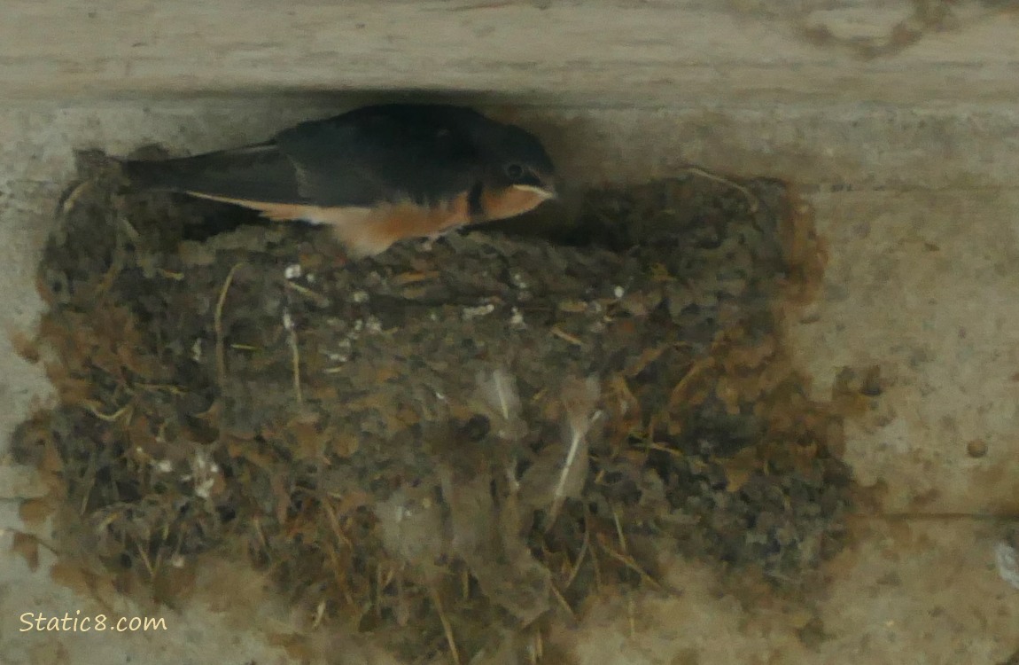 Barn Swallow fledgling standing in a nest