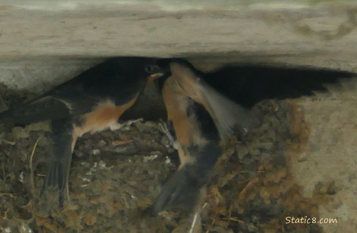 Barn Swallow fledgling tries to fly into a nest