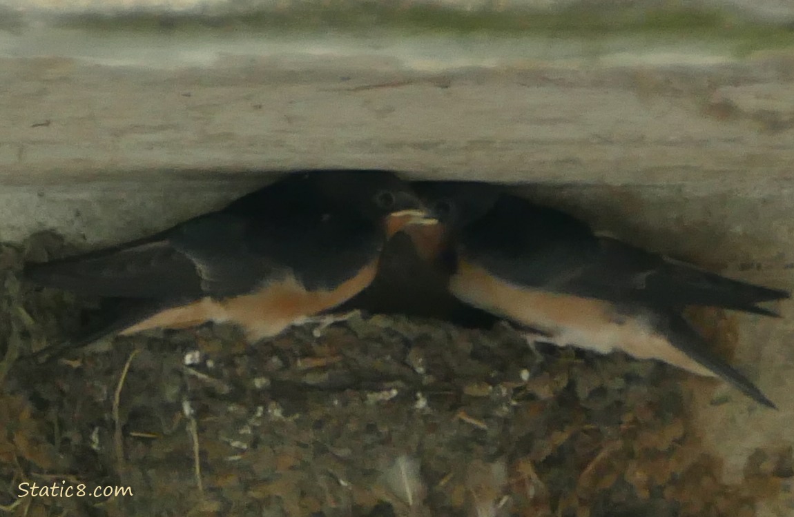 Barn Swallow fledglings standing in a nest