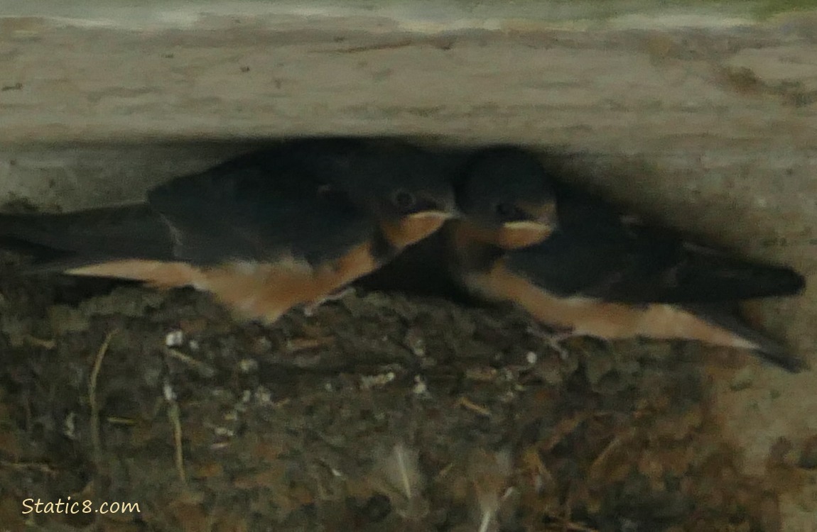 Barn Swallow fledglings standing in a nest