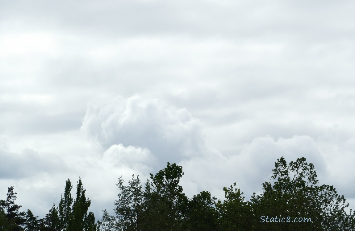 Grey clouds over the tops of the trees