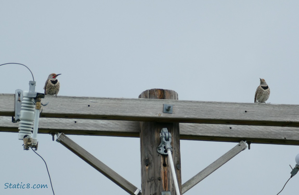 Northern Flickers standing on a power pole