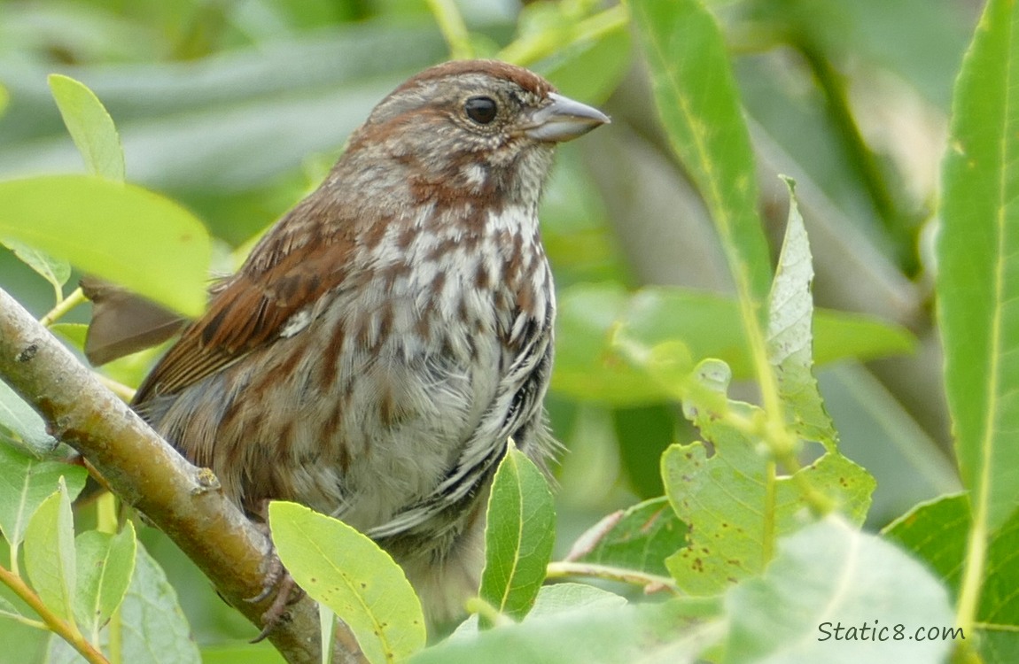 Song Sparrow standing in a tree