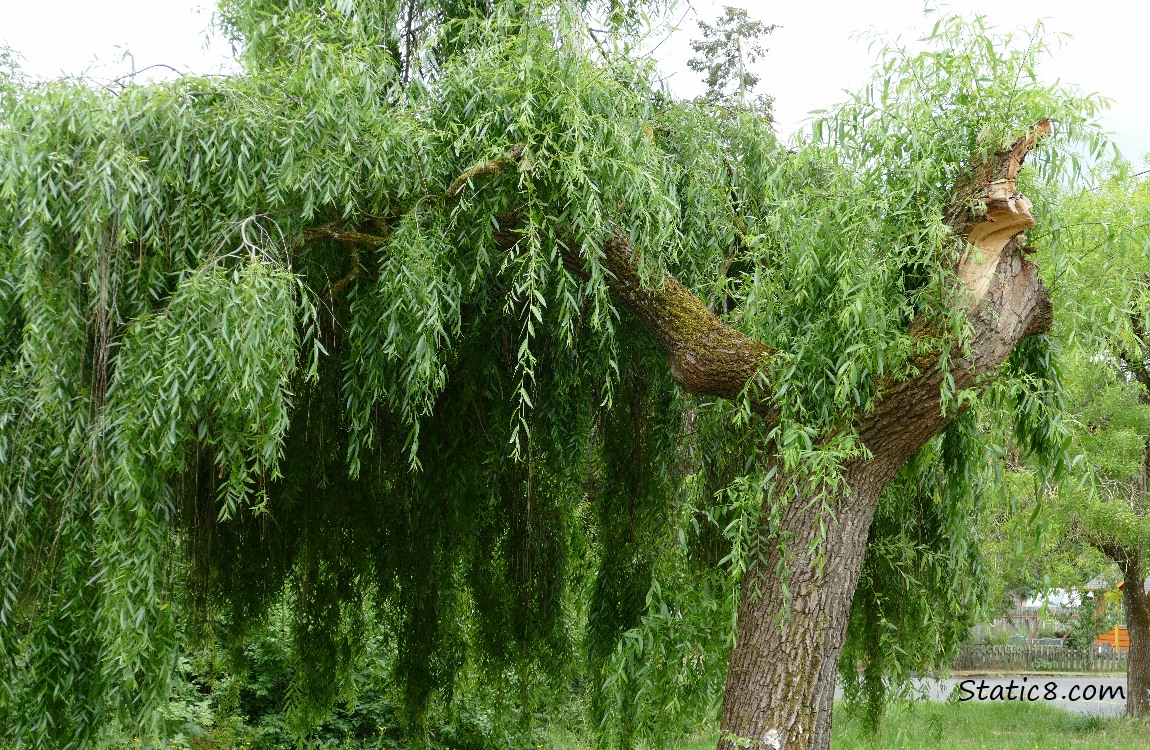 Willow tree with a stump