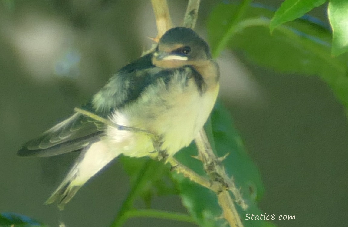 Barn Swallow Fledgling, standing on a twig