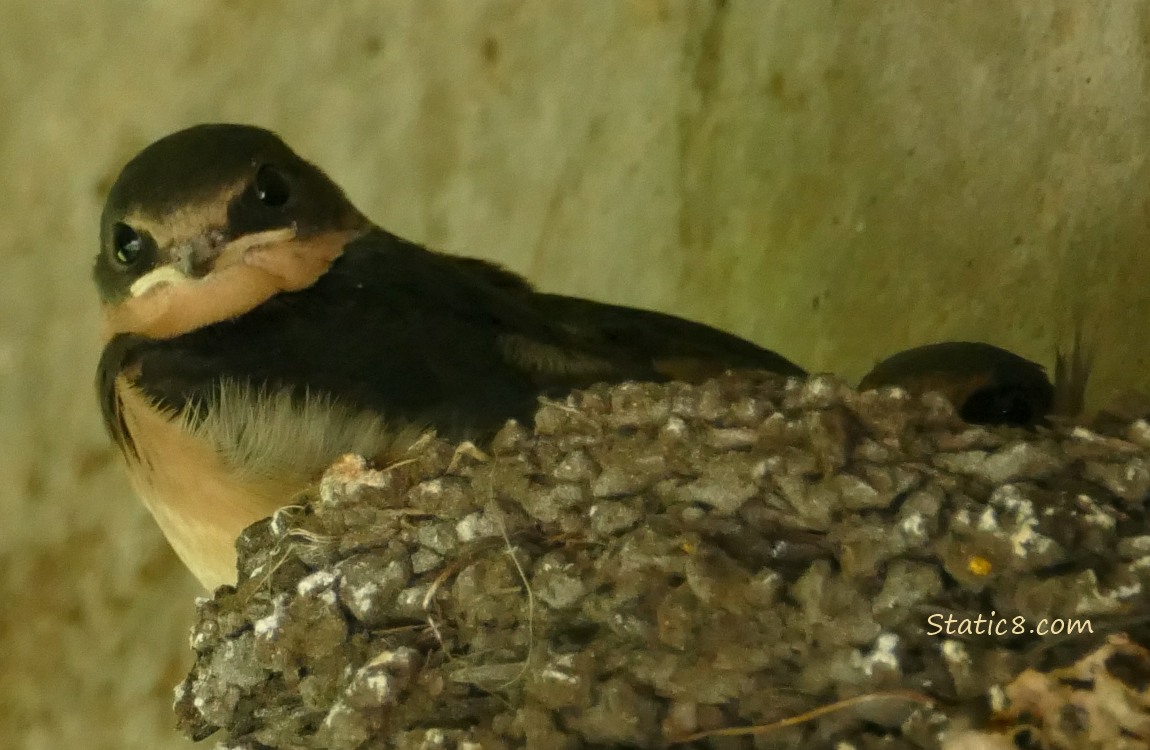 Barn Swallow fledgling in the nest