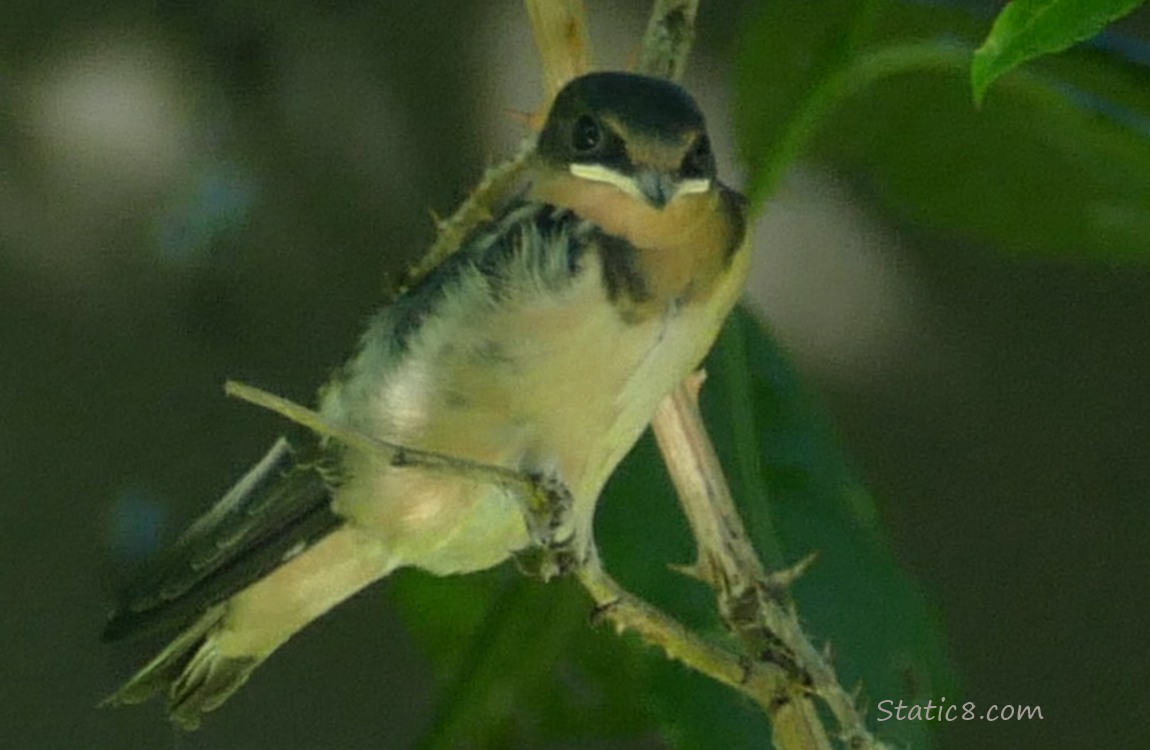 Barn Swallow Fledgling, standing on a twig