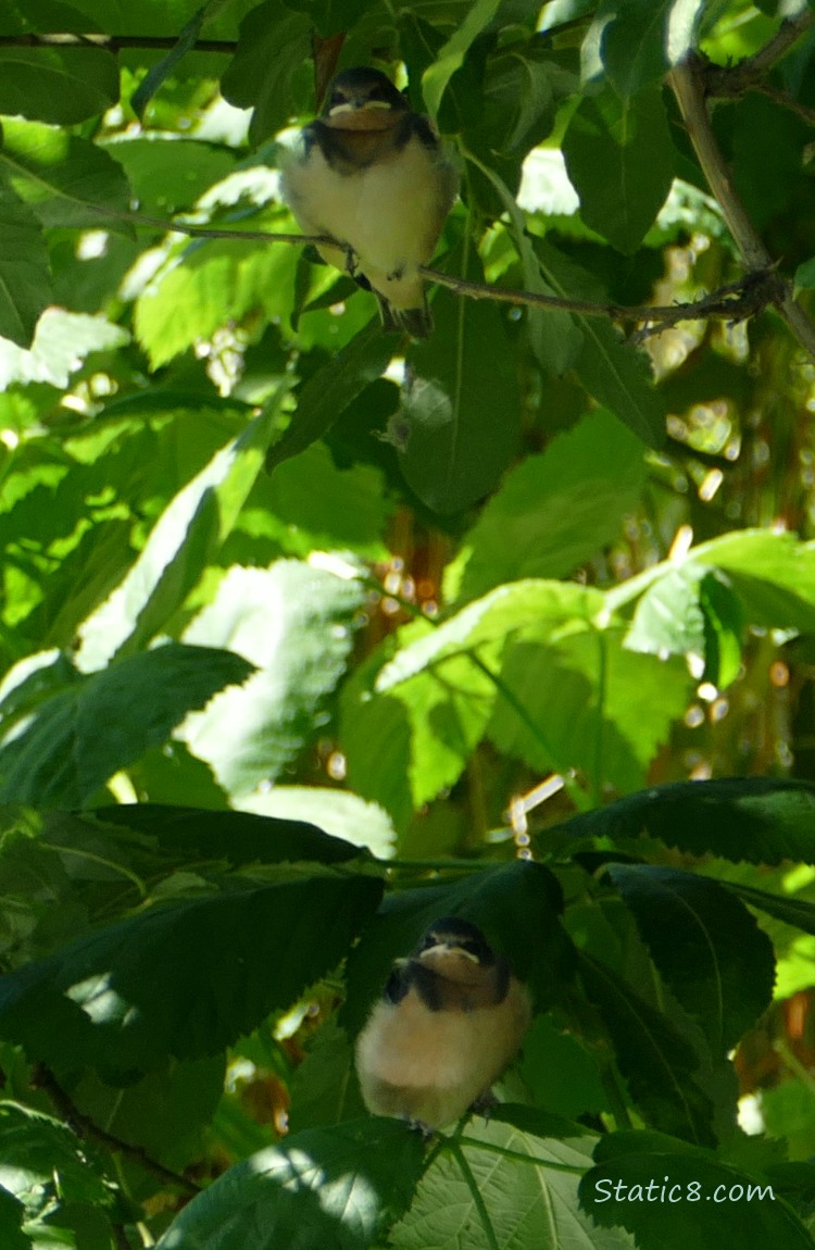 Barn Swallow Fledglings standing in bushes