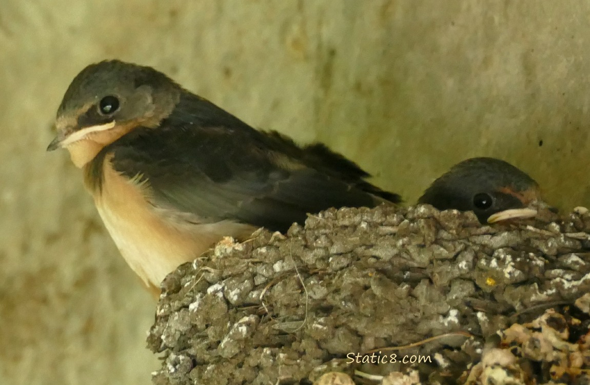 Barn Swallow Fledglings standing in the nest