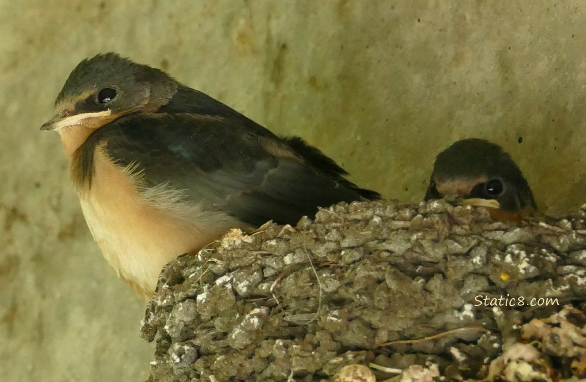 Barn Swallow Fledglings standing in the nest