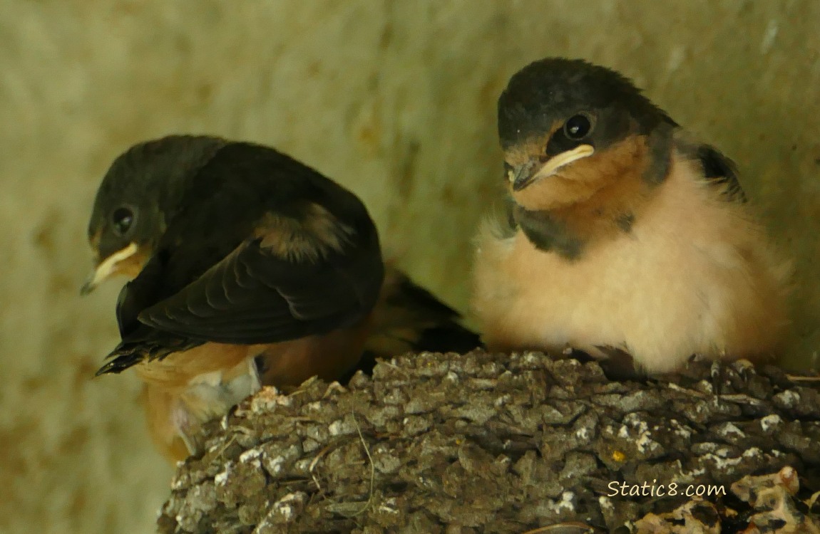 Barn Swallow fledglings standing in the nest