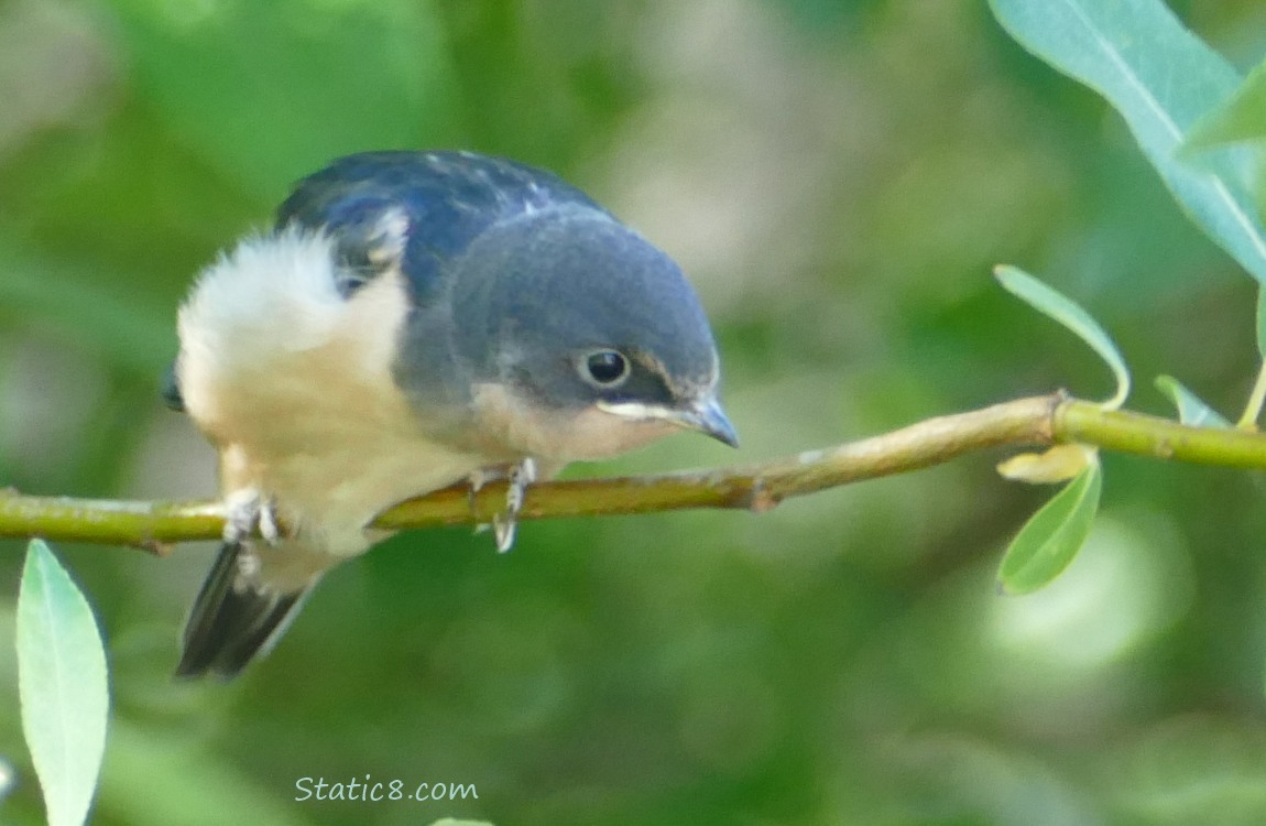 Barn Swallow fledgling standing on a twig