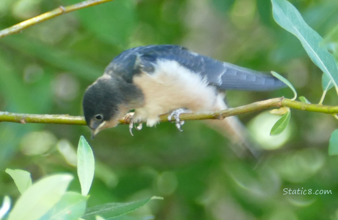 Barn Swallow fledgling standing on a twig