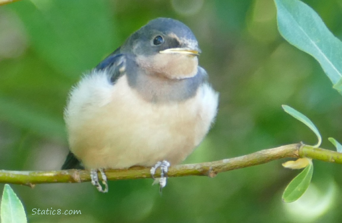 Barn Swallow fledgling standing on a twig