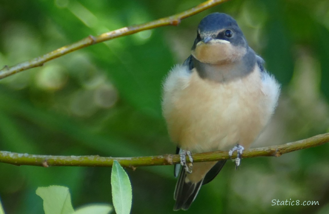 Barn Swallow fledgling standing on a twig