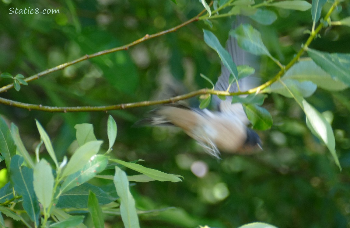 Barn Swallow fledgling standing on a twig