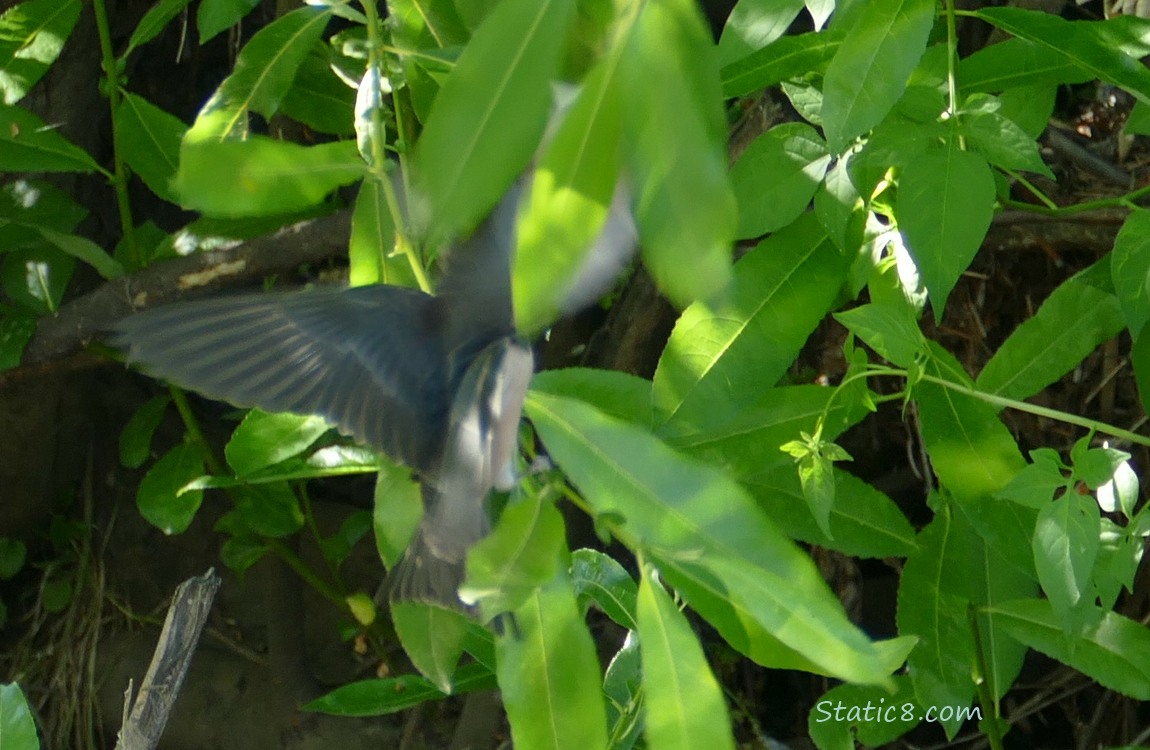 Barn Swallow fledgling standing on a twig