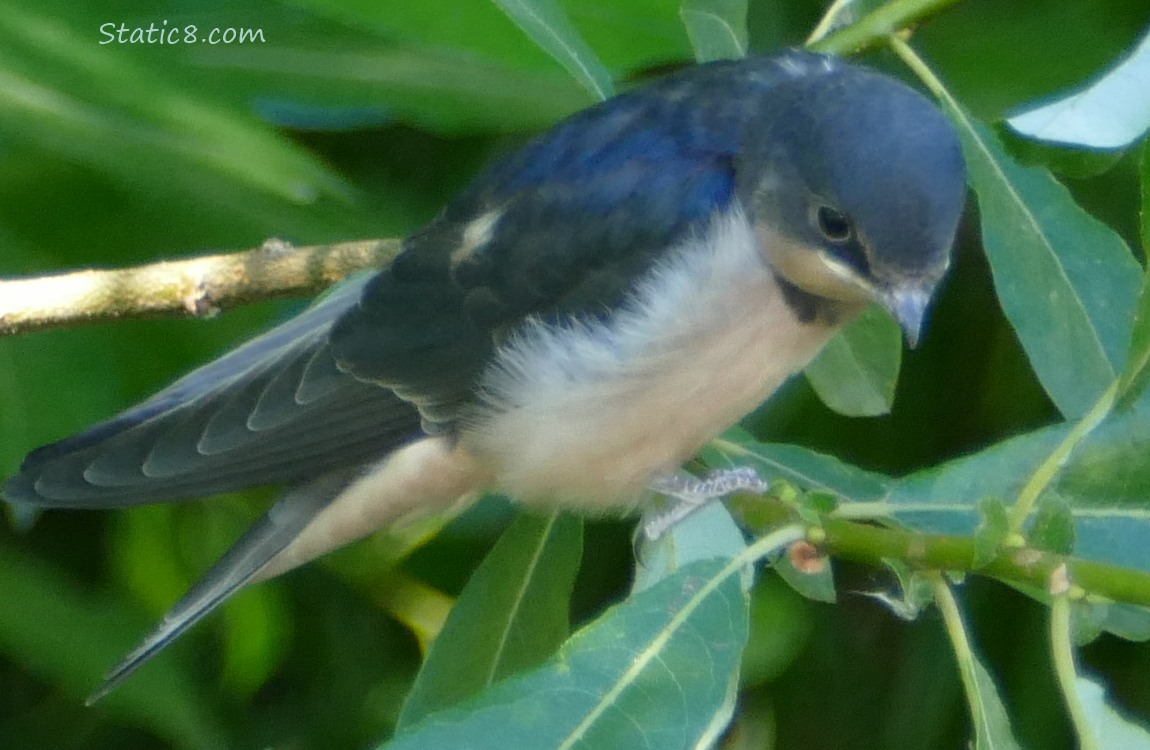 Barn Swallow fledgling looking down from a twig