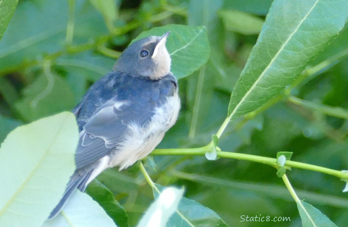 Barn Swallow fledgling looking up from a twig