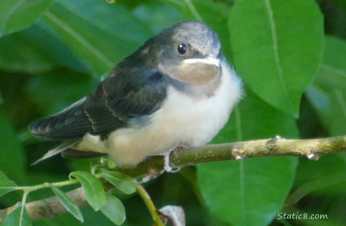 Barn Swallow fledgling standing on a twig