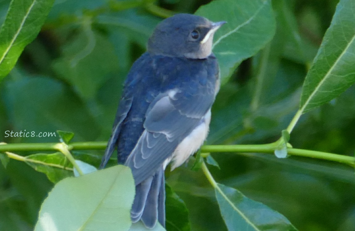 Barn Swallow Fledgling standing on a twig