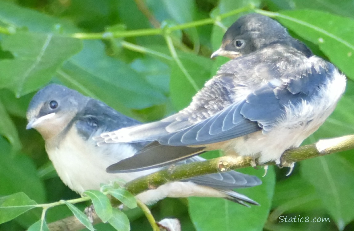 Two Barn Swallow fledglings standing on twigs