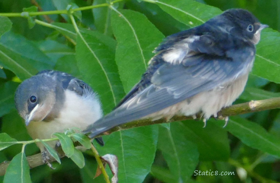 Two Barn Swallow fledglings standing on twigs