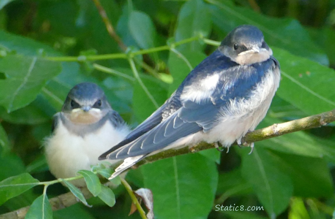 Two Barn Swallow fledglings standing on twigs