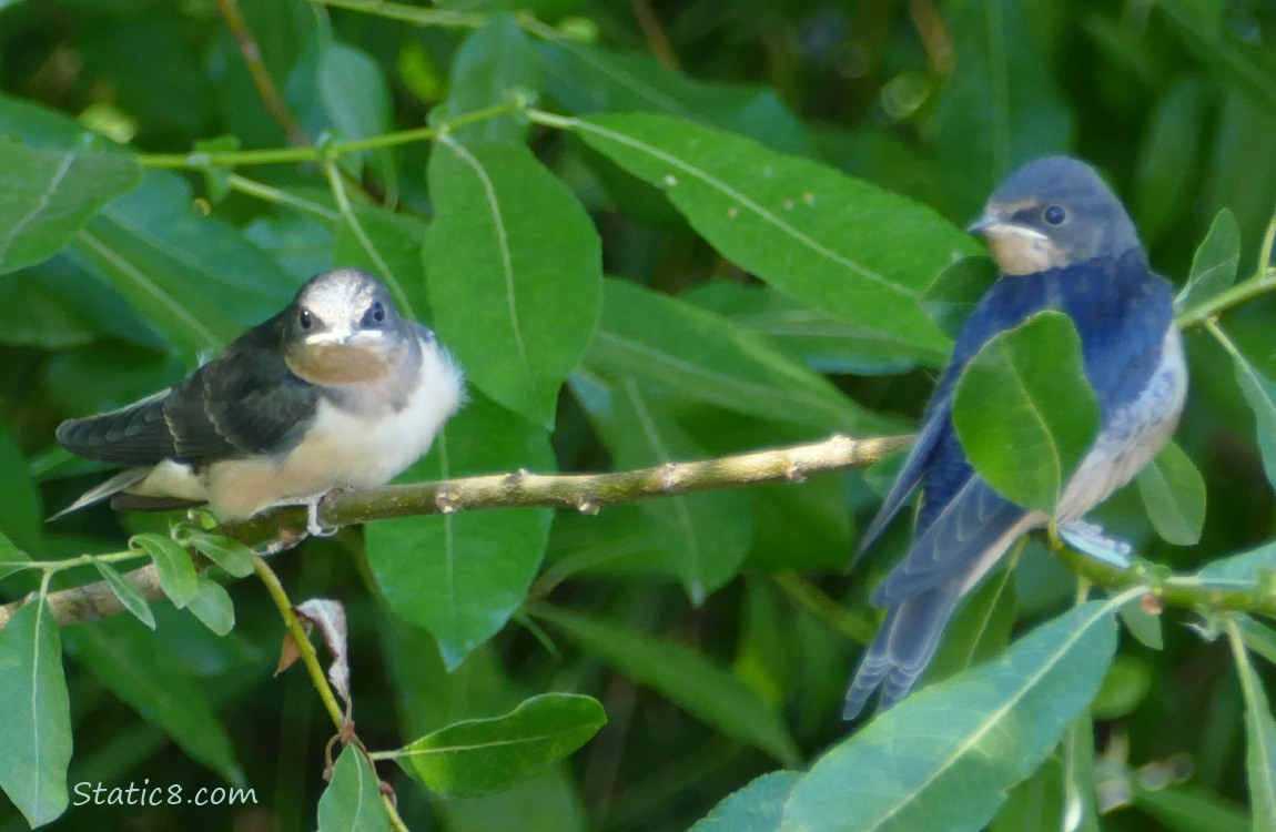 Barn Swallow fledglings standing on twigs